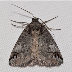 Austroterpna paratorna (Rounded Grey (Geometrinae)) by DianneClarke