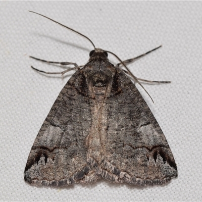 Austroterpna paratorna (Rounded Grey (Geometrinae)) at  - suppressed by DianneClarke