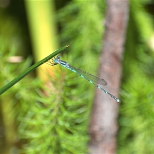 Zygoptera (suborder) at Weston, ACT - Today by AliceH
