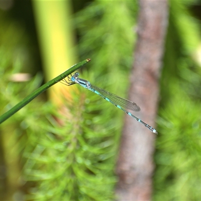 Austrolestes leda (Wandering Ringtail) at Weston, ACT - 18 Oct 2025 by AliceH