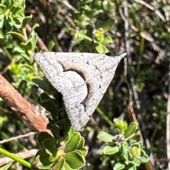 Dichromodes euscia (Omega Heath Moth) at Barren Grounds, NSW - 16 Oct 2025 by Pirom