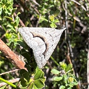 Dichromodes euscia (Omega Heath Moth) at Barren Grounds, NSW - 16 Oct 2025 by Pirom