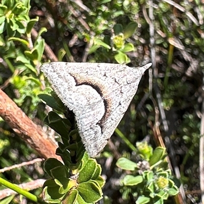 Dichromodes euscia (Omega Heath Moth) at Barren Grounds, NSW - 16 Oct 2025 by Pirom