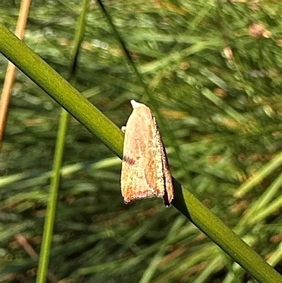 Tortricopsis uncinella (Wingia group) at Barren Grounds, NSW - 16 Oct 2025 by Pirom