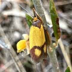 Plectobela ocellaris (A Concealer moth (Wingia group) at Barren Grounds, NSW - 17 Oct 2025 by Pirom