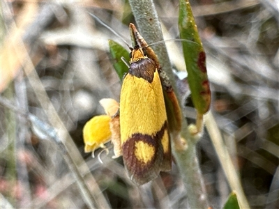 Plecotbela ocellaris (A Concealer moth (Wingia group) at Barren Grounds, NSW - Yesterday by Pirom