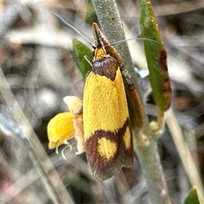 Plectobela ocellaris (A Concealer moth (Wingia group) at Barren Grounds, NSW - 17 Oct 2025 by Pirom