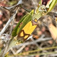 Plectobela ocellaris at Barren Grounds, NSW - 17 Oct 2025 10:15 AM