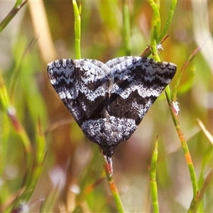 Dichromodes ainaria (A geometer or looper moth) at Barren Grounds, NSW - 16 Oct 2025 by Pirom