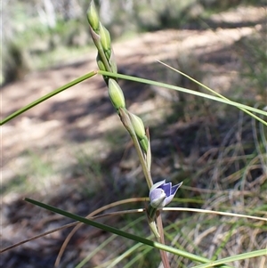 Thelymitra brevifolia (Short-leaf Sun Orchid) at Cook, ACT - 16 Oct 2025 by CathB