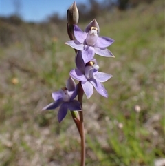 Thelymitra peniculata (Blue Star Sun-orchid) at Cook, ACT - 16 Oct 2025 by CathB