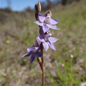 Thelymitra peniculata (Blue Star Sun-orchid) at Cook, ACT - 16 Oct 2025 by CathB