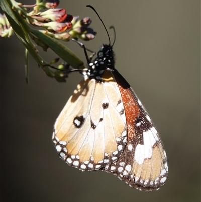 Danaus petilia (Lesser wanderer) at Hall, ACT - Yesterday by Anna123