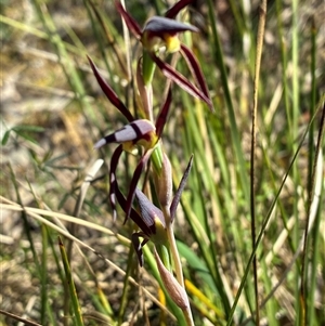Lyperanthus suaveolens (Brown Beaks) at Aranda, ACT - 15 Oct 2025 by CathB