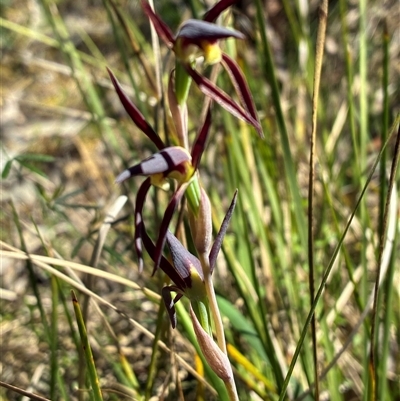 Lyperanthus suaveolens (Brown Beaks) at Aranda, ACT - 15 Oct 2025 by CathB