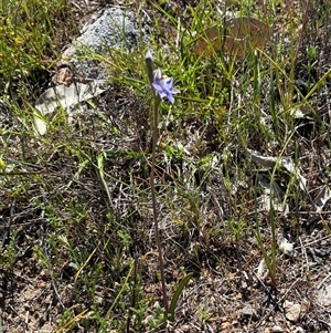Thelymitra pauciflora (Slender Sun Orchid) at Cook, ACT - 16 Oct 2025 by CathB