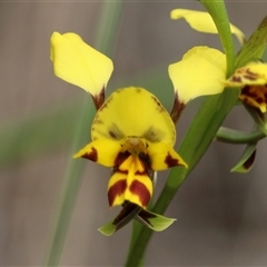 Diuris nigromontana (Black Mountain Leopard Orchid) at Aranda, ACT - 8 Oct 2025 by warrencameron