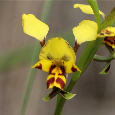 Diuris nigromontana (Black Mountain Leopard Orchid) at Aranda, ACT - 8 Oct 2025 by warrencameron