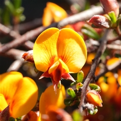 Pultenaea microphylla (Egg and Bacon Pea) at Lower Borough, NSW - 14 Oct 2025 by RobG1