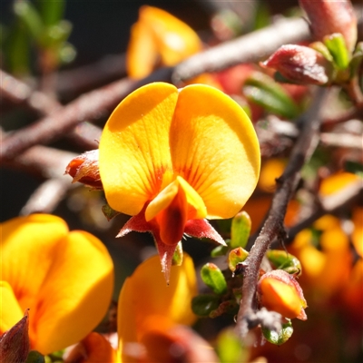 Pultenaea microphylla (Egg and Bacon Pea) at Lower Borough, NSW - 14 Oct 2025 by RobG1