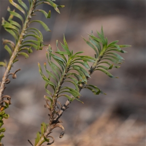 Lomandra obliqua (Twisted Matrush) at Lower Borough, NSW - 14 Oct 2025 by RobG1