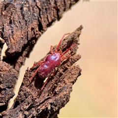 Trombidiidae (family) at O'Malley, ACT - 18 Oct 2025 by Hejor1
