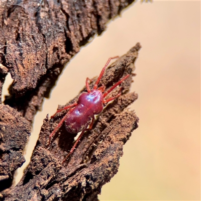 Trombidiidae (family) at O'Malley, ACT - 18 Oct 2025 by Hejor1