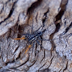 Nyssus coloripes (Spotted Ground Swift Spider) at O'Malley, ACT - 18 Oct 2025 by Hejor1