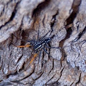 Nyssus coloripes (Spotted Ground Swift Spider) at O'Malley, ACT - 18 Oct 2025 by Hejor1