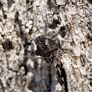 Platybrachys sp. (genus) at O'Malley, ACT - Yesterday by Hejor1