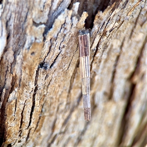 Lepidoscia arctiella (Tower Case Moth) at O'Malley, ACT - Yesterday by Hejor1