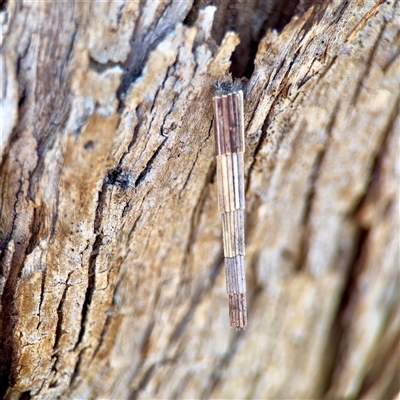 Lepidoscia arctiella (Tower Case Moth) at O'Malley, ACT - 18 Oct 2025 by Hejor1