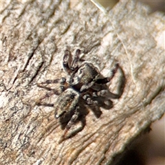 Maratus sp. (genus) at O'Malley, ACT - 18 Oct 2025 by Hejor1