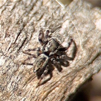 Maratus sp. (genus) at O'Malley, ACT - 18 Oct 2025 by Hejor1