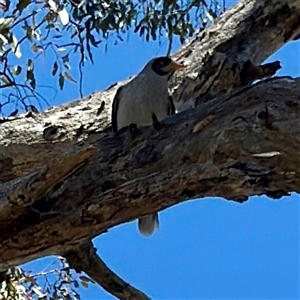 Manorina melanocephala at O'Malley, ACT - Yesterday by Hejor1