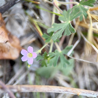 Geranium solanderi var. solanderi (Native Geranium) at O'Malley, ACT - 18 Oct 2025 by Hejor1