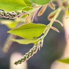 Pyrus sp. at O'Malley, ACT - 18 Oct 2025 by Hejor1