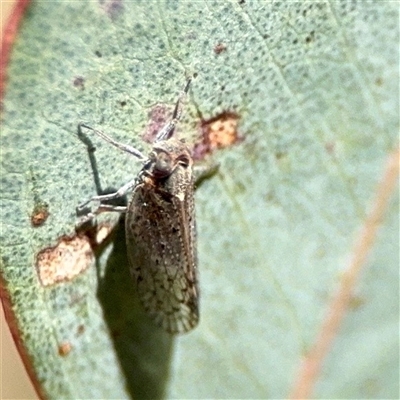 Cixiidae sp. (family) (Cixiid planthopper) at O'Malley, ACT - 18 Oct 2025 by Hejor1