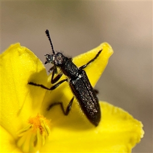 Eleale sp. (genus) at O'Malley, ACT - Yesterday by Hejor1