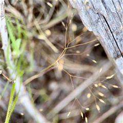 Aira elegantissima (Delicate Hairgrass) at O'Malley, ACT - 18 Oct 2025 by Hejor1