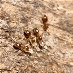 Formicidae (family) (Unidentified ant) at O'Malley, ACT - Today by Hejor1