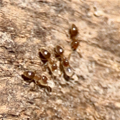 Formicidae (family) (Unidentified ant) at O'Malley, ACT - Today by Hejor1