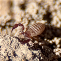 Pseudoscorpiones (order) at O'Malley, ACT - 18 Oct 2025 by Hejor1