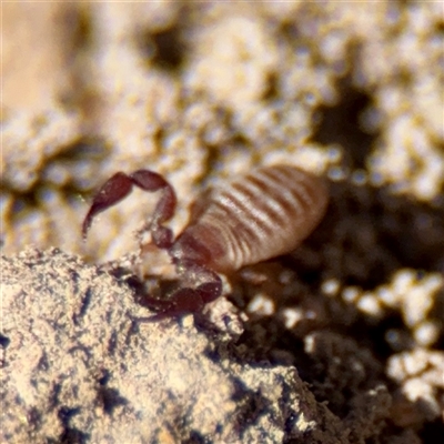 Pseudoscorpiones (order) at O'Malley, ACT - 18 Oct 2025 by Hejor1