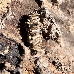 Psychidae (family) IMMATURE (Unidentified case moth or bagworm) at O'Malley, ACT - 18 Oct 2025 by Hejor1
