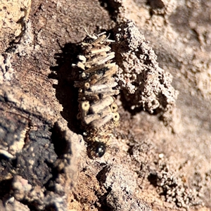 Conoeca or Lepidoscia (genera) IMMATURE at O'Malley, ACT - Today by Hejor1