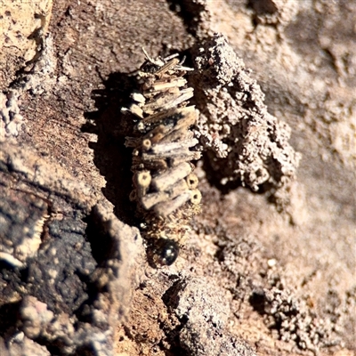 Psychidae (family) IMMATURE (Unidentified case moth or bagworm) at O'Malley, ACT - 18 Oct 2025 by Hejor1