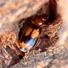 Trigonothops sp. (genus) (Bark carab beetle) at O'Malley, ACT - 18 Oct 2025 by Hejor1