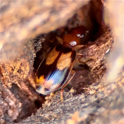Trigonothops sp. (genus) (Bark carab beetle) at O'Malley, ACT - 18 Oct 2025 by Hejor1