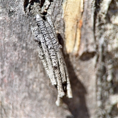 Clania (genus) (A case moth) at O'Malley, ACT - 18 Oct 2025 by Hejor1